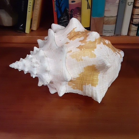 Rare Queen Conch Shell 9in - Picture 8 of 10